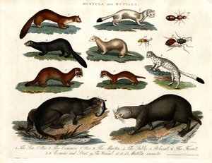 Mustela y Mutilla: Ilustración de varios Mustélidos e Insectos Mutilla de John Pass