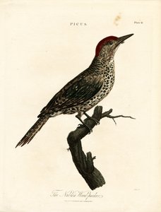 Pájaro carpintero de Nubia (Picus) de John Pass