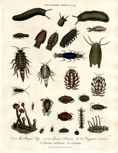 Onchidium;Oniscus y otros artrópodos de John Pass