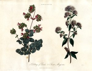 Especies de Origanum: Mejorana de Creta y Mejorana Dulce de John Pass