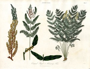 Osmunda de John Pass