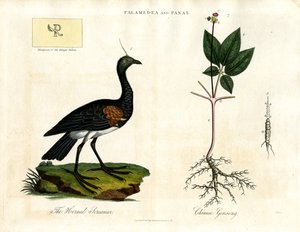 Palamedea y Panax - Gritón cornudo y Ginseng chino de John Pass