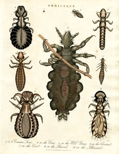 Pediculus - Varias especies de piojos de John Pass