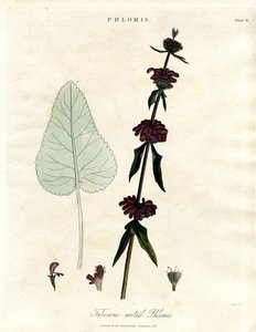 Phlomis: salvia de Jerusalén de raíz tuberosa de John Pass
