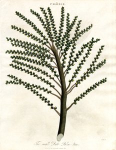 Phoenix (Palmera datilera) de John Pass