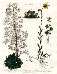 Saxifraga Species de John Pass