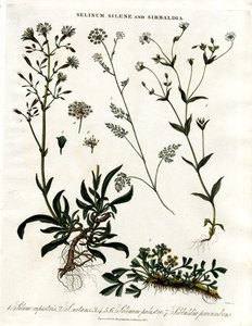 Selinum;Silene y Sibbaldia de John Pass