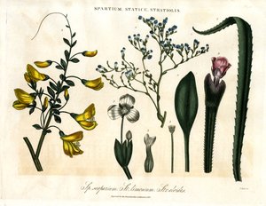 Spartium;Statice y Stratiolis de John Pass