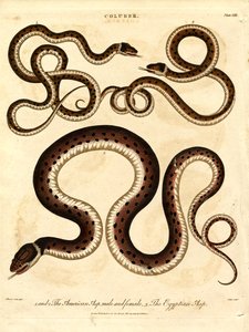 El áspid americano, macho y hembra, y el áspid egipcio.