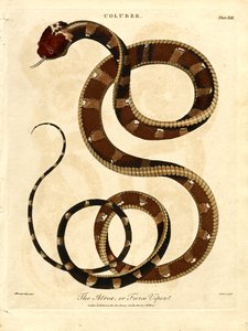 El Atropos o Víbora feroz