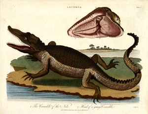 El cocodrilo del Nilo y Cabeza de cocodrilo joven