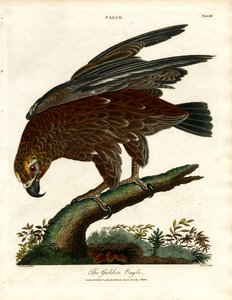 El águila real de John Pass