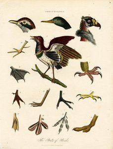 Las partes de las aves (Ornitología) de John Pass