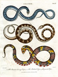 Tres especies diferentes de víboras