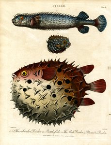 Varios Peces puercoespín (Diodon) de John Pass