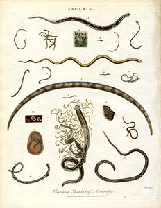 Varias especies de Ascarides de John Pass