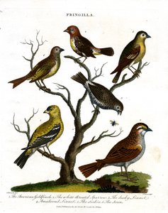 Varias especies de pinzones (Fringilla) de John Pass