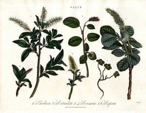 Varias especies de sauces (Salix) de John Pass