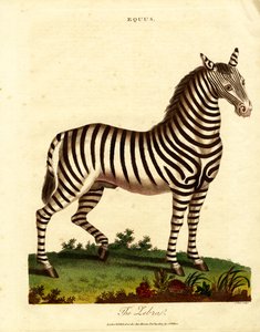 Cebra (Equus) de John Pass