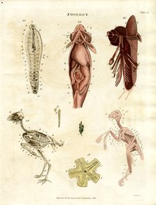 Ilustraciones anatómicas zoológicas (Lámina XV) de John Pass