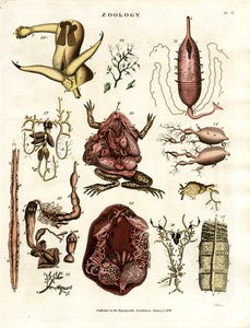 Zoología Pl. II: Ilustraciones anatómicas de diversos animales y órganos de John Pass