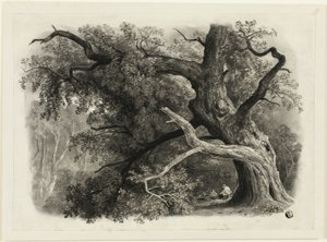 Árbol viejo en Billah - Bosque de Sherwood de John Rawson Walker