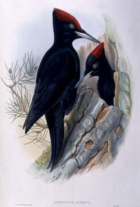 Gran Pito Negro (Dryocopus Martius) de John and Richter Henry Constantine (after) Gould