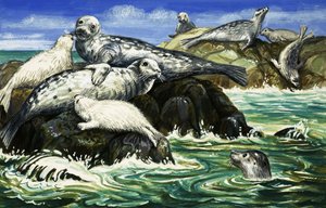 La foca, nuestra amiga del mar
