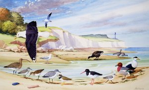 Aves marinas (gouache sobre papel)