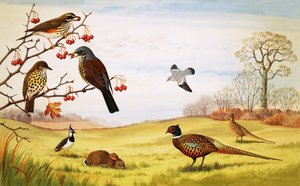 Montaje de aves de campo sin identificar, incluido un faisán