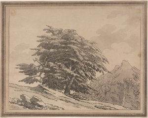 Delineaciones del carácter general, ramificaciones y follaje de los árboles del bosque: Cedro de John Robert Cozens