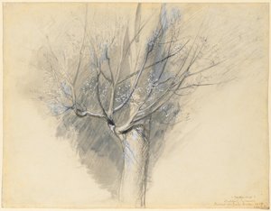 Sicomoro en ciernes, c. 1876 de John Ruskin