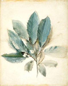 Hojas de castaño de John Ruskin