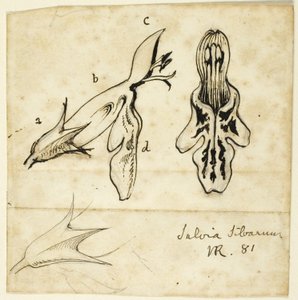 Salvia Silvarum de John Ruskin