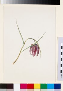 Fritilaria de la serpiente de John Ruskin