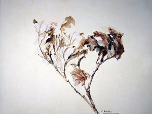 Estudio de hojas de roble
