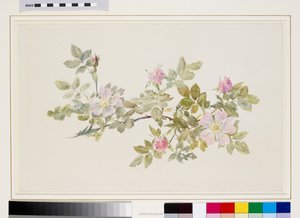 Estudio de rosa silvestre (acuarela y acuarela sobre grafito sobre papel de estraza) de John Ruskin