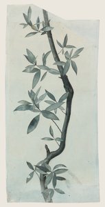 Estudio de hojas de sauce, c.1857 (lápiz y acuarela sobre papel) de John Ruskin