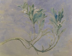 Estudio de una Rama de un Árbol de Mirto, c.1877