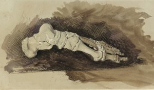 Los huesos del pie de una mujer (lápiz con acuarela y gouache sobre papel) de John Ruskin