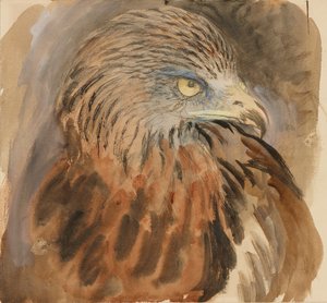 La cabeza de un milano, del natural, 30 de agosto - 1 de septiembre de 1870 de John Ruskin