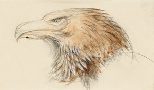 La cabeza de un águila real común, del natural, 8-11 de septiembre de 1870 de John Ruskin