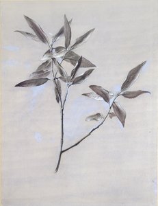 Superficie inferior de una rama seca de olivo, recogida en Verona, después de 1878 de John Ruskin