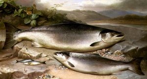 Naturaleza muerta de peces