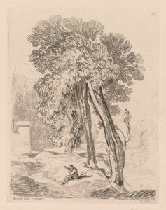 Liber Studiorum: Lámina 18, Árboles en Norwich Thorp, Norfolk, 1838 de John Sell Cotman