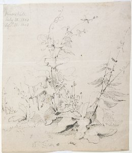 Estudio de malezas, Kirkstall de John Sell Cotman