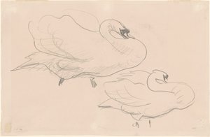 Estudios de un cisne, 1880-1900
