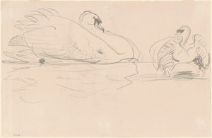 Cisnes en el Agua
