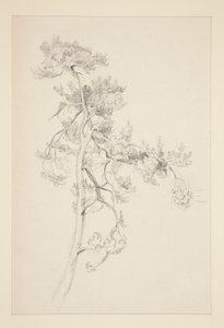 árbol y follaje de John Singer Sargent