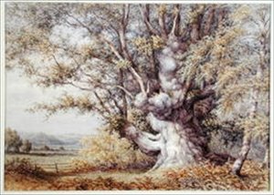 Ardillas en un roble antiguo de John Skinner Clifton